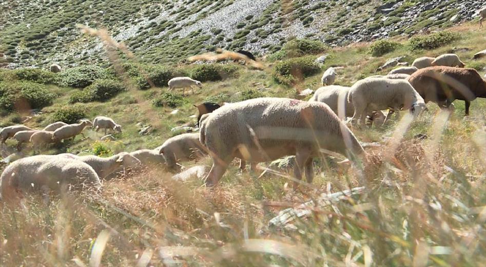Un ramat d'ovelles torna a pasturar pels prats del Comapedrosa pe