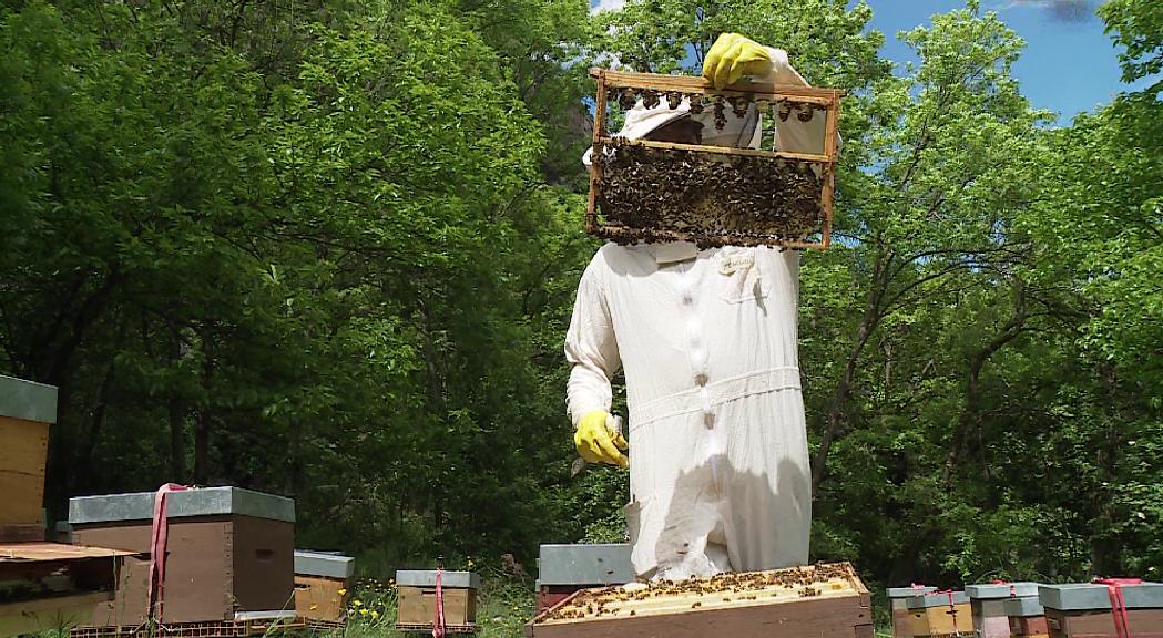 Reportatge: la importància de protegir les abelles per preservar l'ecosistema