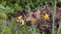 Reportatge: la necessitat urgent de cuidar els ecosistemes per evitar la pèrdua de papallones