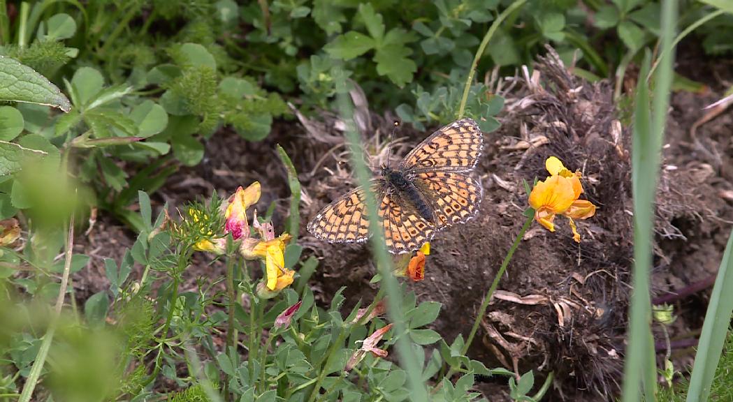 Reportatge: la necessitat urgent de cuidar els ecosistemes per evitar la pèrdua de papallones