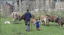 Reportatge: Els ramaders d'Ordino reivindiquen una professió que lluita per mantenir el relleu generacional