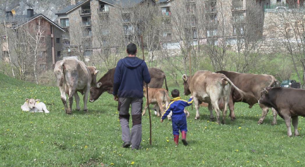 Reportatge: Els ramaders d'Ordino reivindiquen una professió que lluita per mantenir el relleu generacional