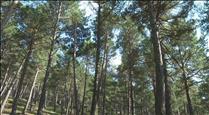 Sant Julià proposa un projecte de biomassa per netejar els boscos i reduir el risc d'incendi