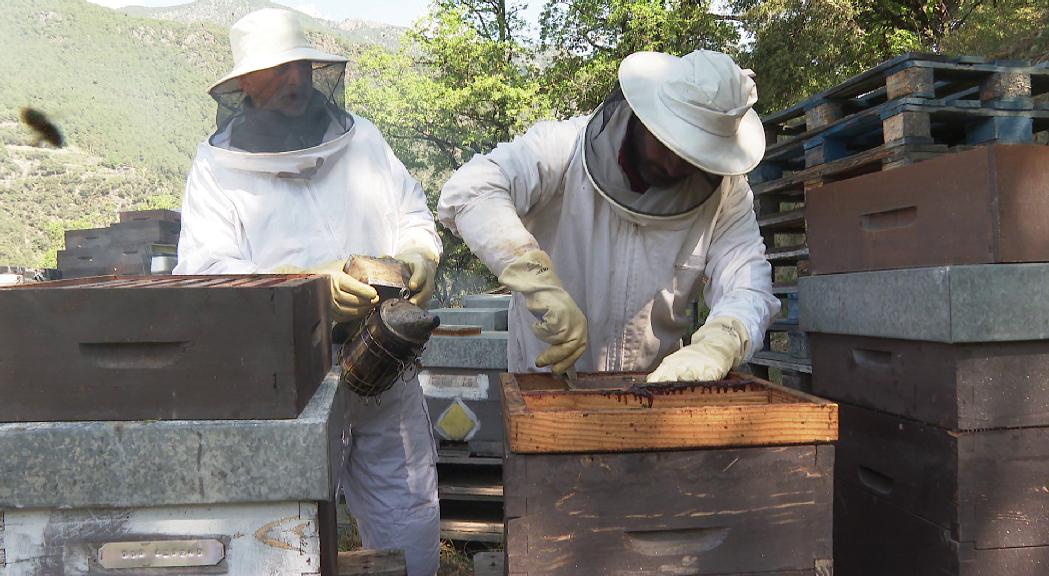 La tasca de les abelles amb l'arribada de la calor