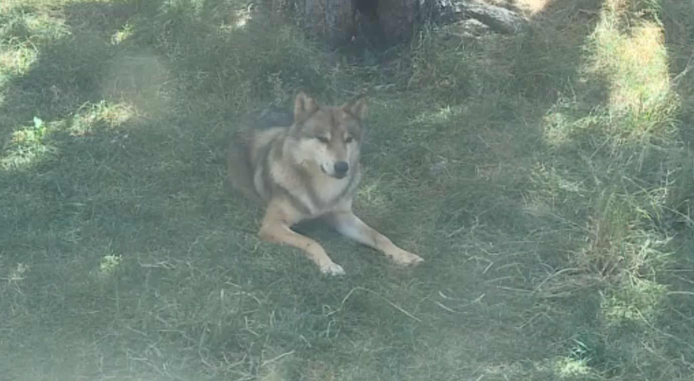 Troben un llop mort al parc d'animals de Naturlàndia