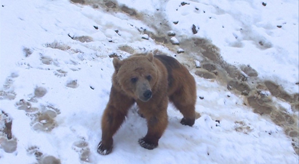 La policia determinarà si la mort de l’ós a Naturlàndia té conseqüències penals