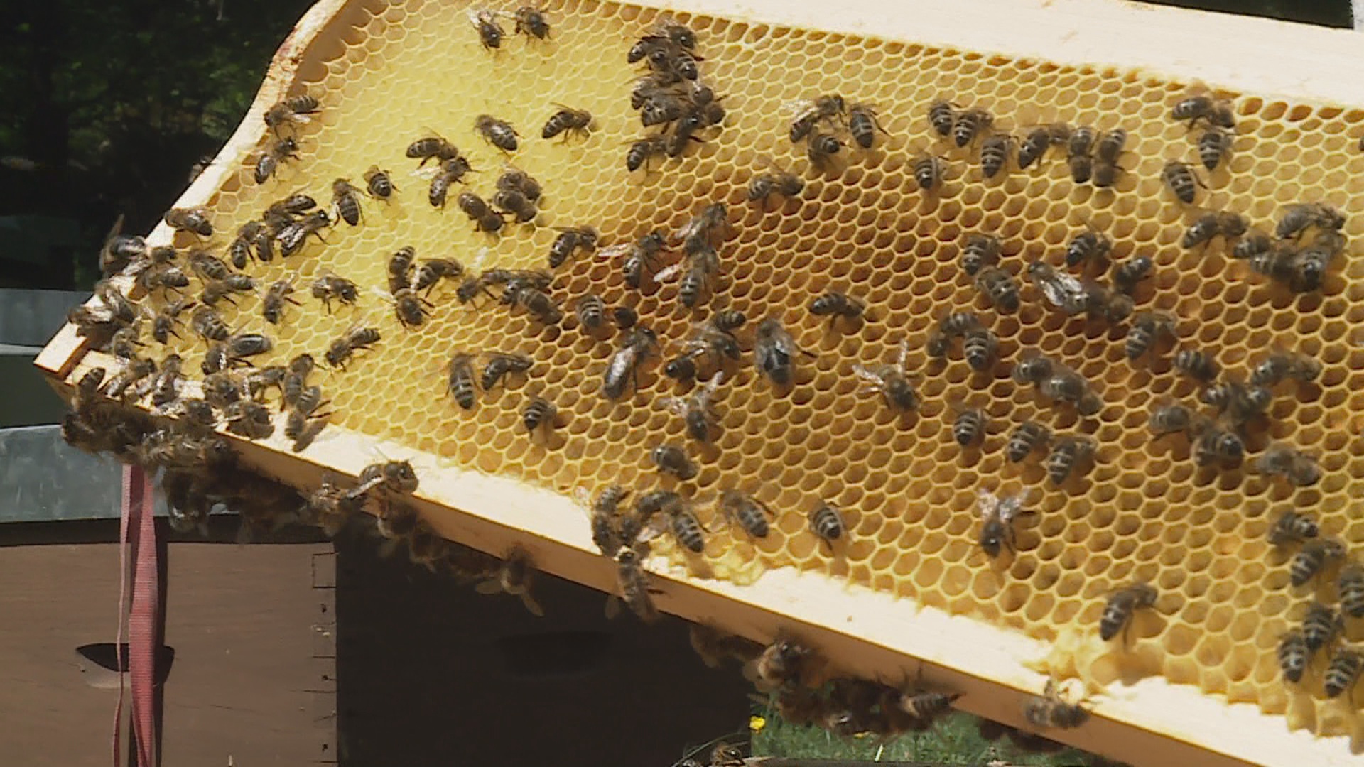 En connexió amb Júlio Rivas: Dia mundial de les abelles