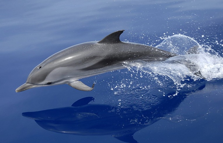 Columna Farinelli: l'alguerès dels dofins