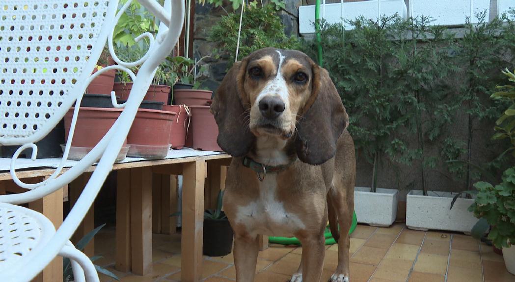 Nami, una alternativa davant els abandonaments de gossos